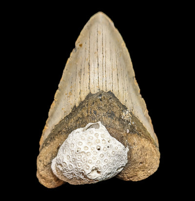 Megalodon Tooth with Coral Specimen #34-Fossils-Lowcountry Geologic-PaxtonGate