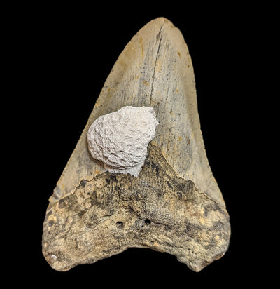 Megalodon Tooth with Coral Specimen #35-Fossils-Lowcountry Geologic-PaxtonGate