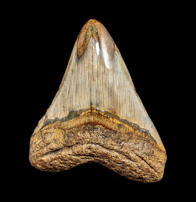 Megalodon Tooth Specimen #39-Fossils-JT Shark Teeth Co-PaxtonGate