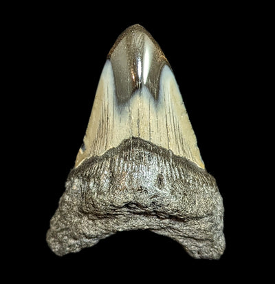 Megalodon Tooth Specimen #44-Fossils-JT Shark Teeth Co-PaxtonGate