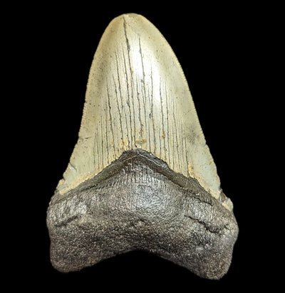 Megalodon Tooth Specimen #46-Fossils-JT Shark Teeth Co-PaxtonGate