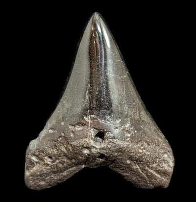 Megalodon Tooth Specimen #47-Fossils-JT Shark Teeth Co-PaxtonGate