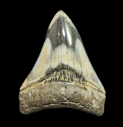 Megalodon Tooth Specimen #50-Fossils-JT Shark Teeth Co-PaxtonGate