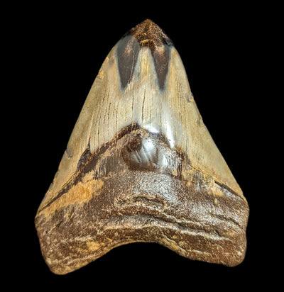 Megalodon Tooth Specimen #51-Fossils-JT Shark Teeth Co-PaxtonGate