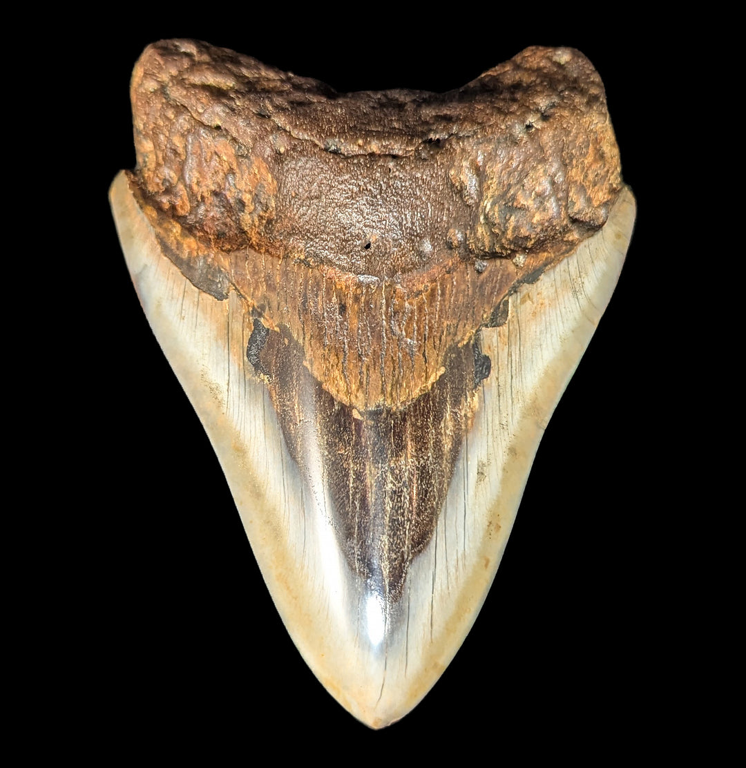 Megalodon Tooth Specimen #71 For Sale | Paxton Gate