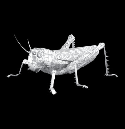 Metal Grasshopper 3D Model-Kids-Metal Earth-PaxtonGate