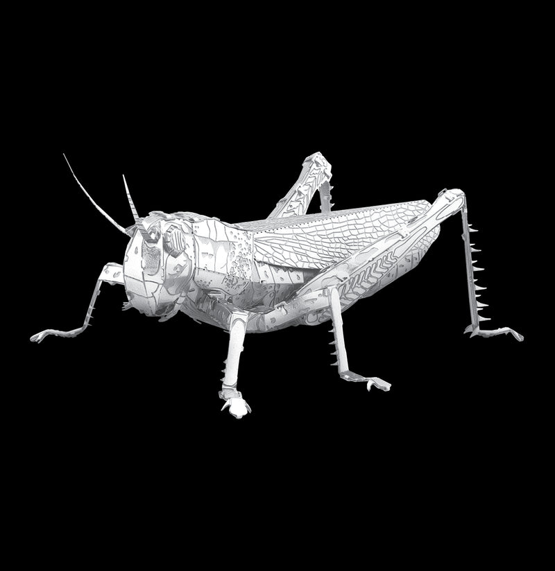 Metal Grasshopper 3D Model-Kids-Metal Earth-PaxtonGate