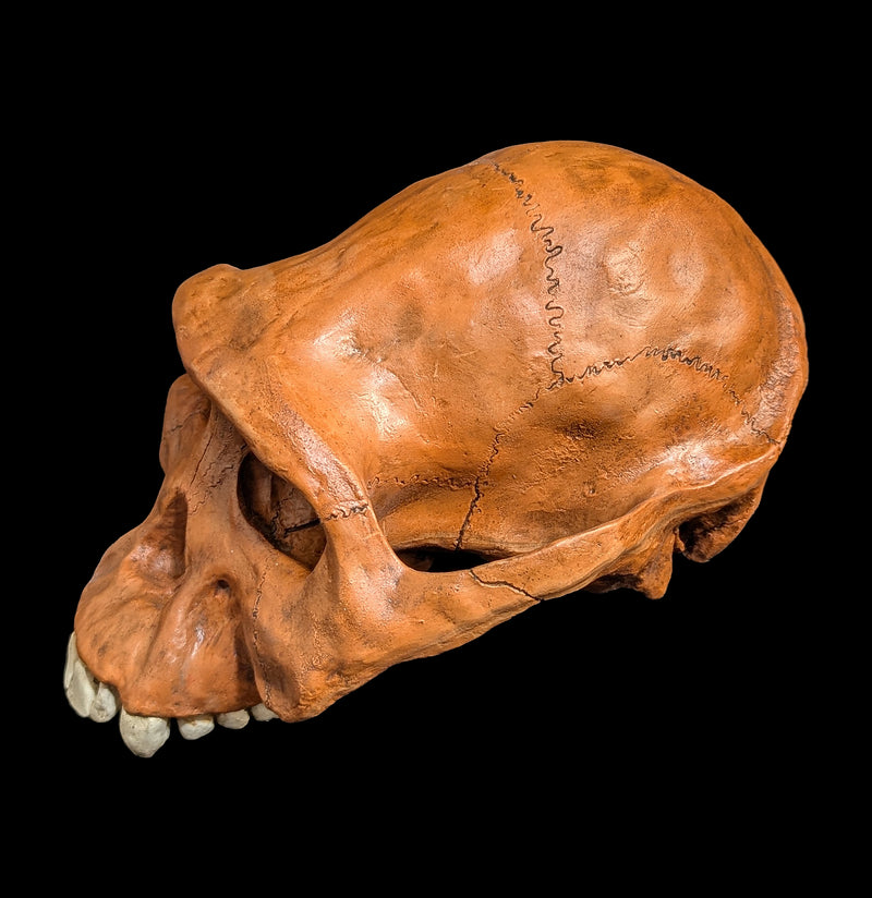 Afarensis Cranium Replica-Skulls & Bones-Skull Duggery Inc.-PaxtonGate