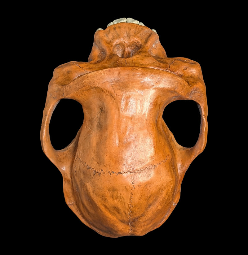 Afarensis Cranium Replica-Skulls & Bones-Skull Duggery Inc.-PaxtonGate