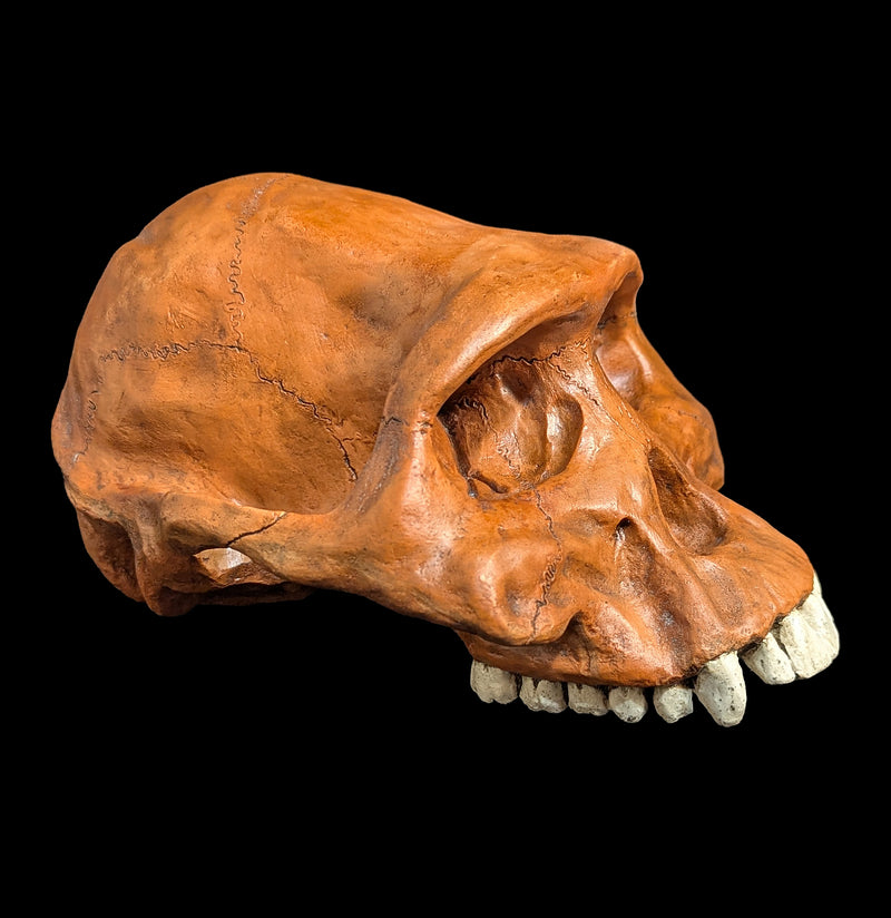 Afarensis Cranium Replica-Skulls & Bones-Skull Duggery Inc.-PaxtonGate