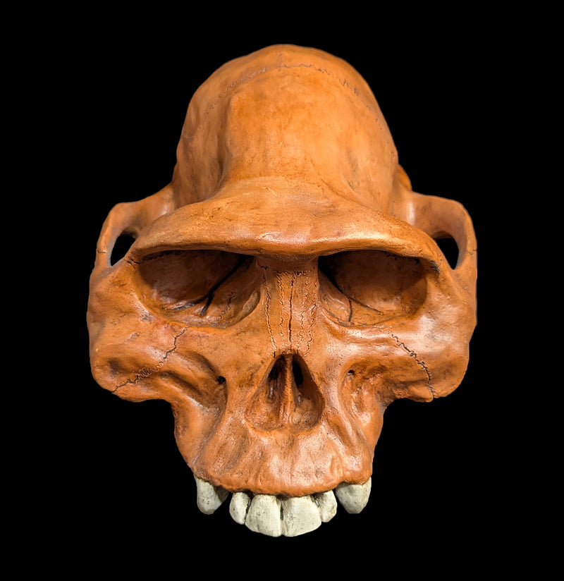 Afarensis Cranium Replica-Skulls & Bones-Skull Duggery Inc.-PaxtonGate