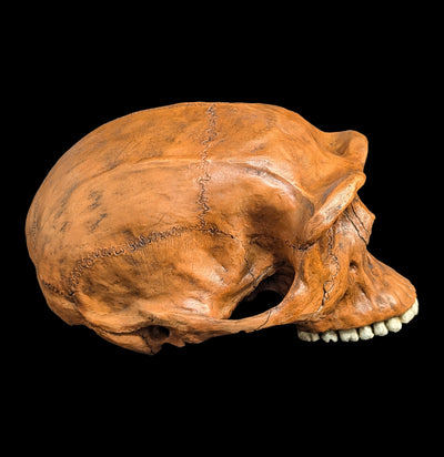 Homo Erectus Cranium Replica-Skulls & Bones-Skull Duggery Inc.-PaxtonGate