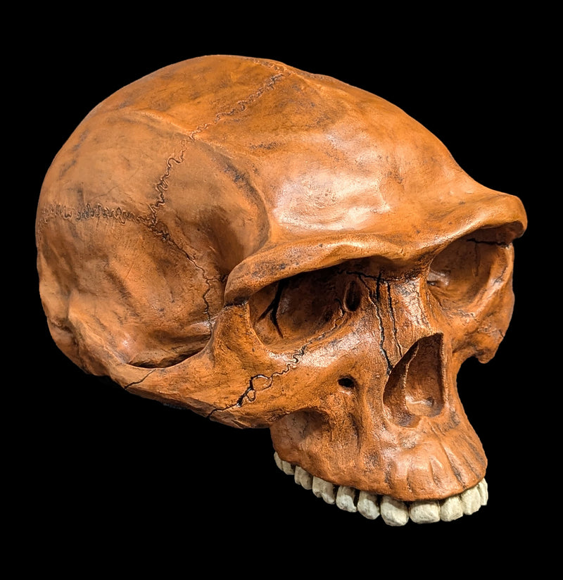 Homo Erectus Cranium Replica-Skulls & Bones-Skull Duggery Inc.-PaxtonGate
