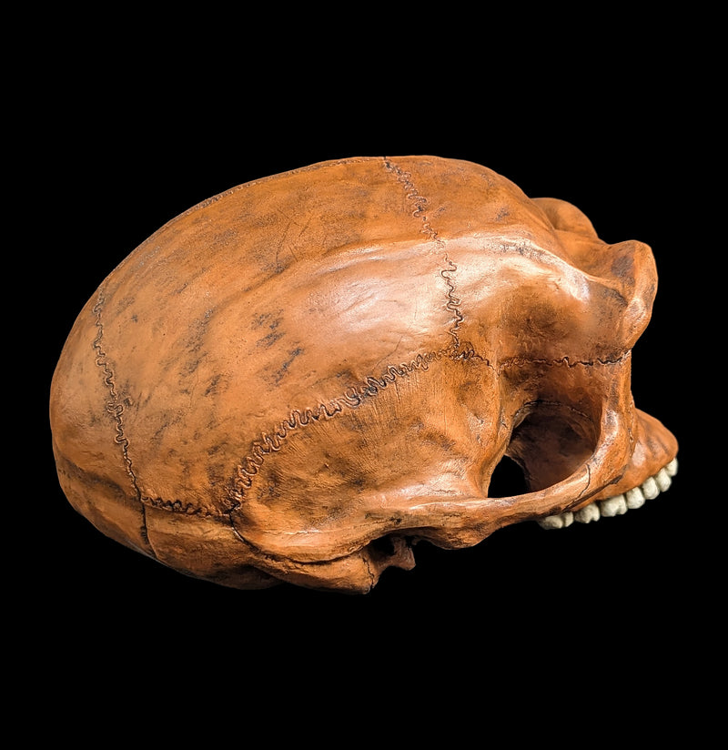 Homo Erectus Cranium Replica-Skulls & Bones-Skull Duggery Inc.-PaxtonGate