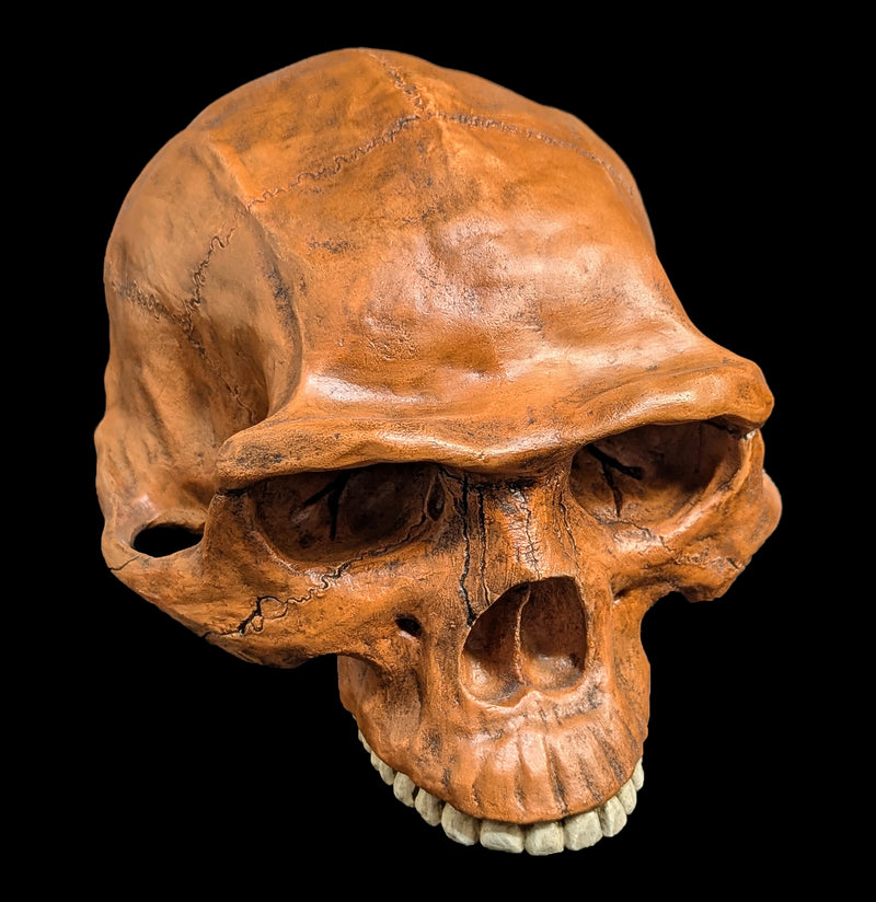 Homo Erectus Cranium Replica-Skulls & Bones-Skull Duggery Inc.-PaxtonGate