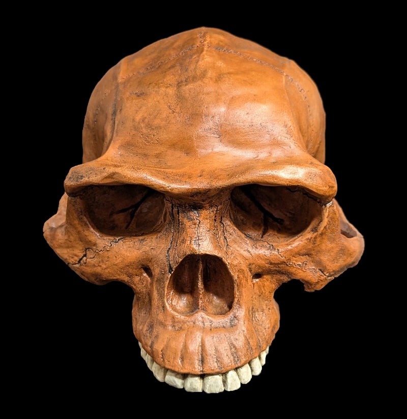 Homo Erectus Cranium Replica-Skulls & Bones-Skull Duggery Inc.-PaxtonGate