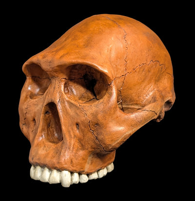 Homo Habilis Cranium Replica-Skulls & Bones-Skull Duggery Inc.-PaxtonGate
