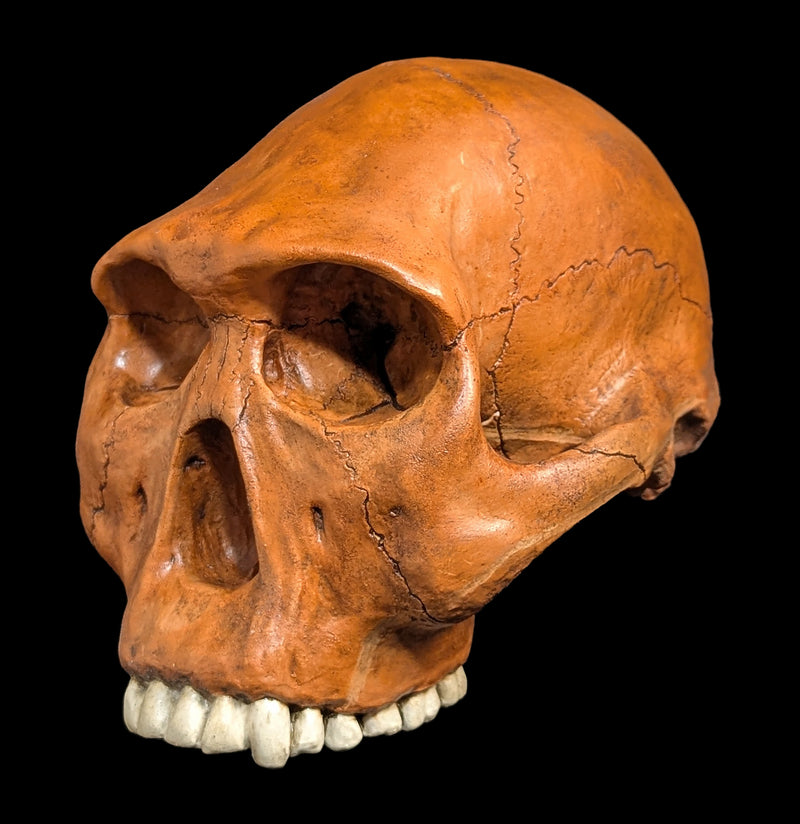Homo Habilis Cranium Replica-Skulls & Bones-Skull Duggery Inc.-PaxtonGate
