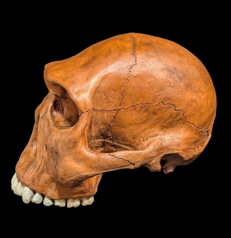 Homo Habilis Cranium Replica-Skulls & Bones-Skull Duggery Inc.-PaxtonGate