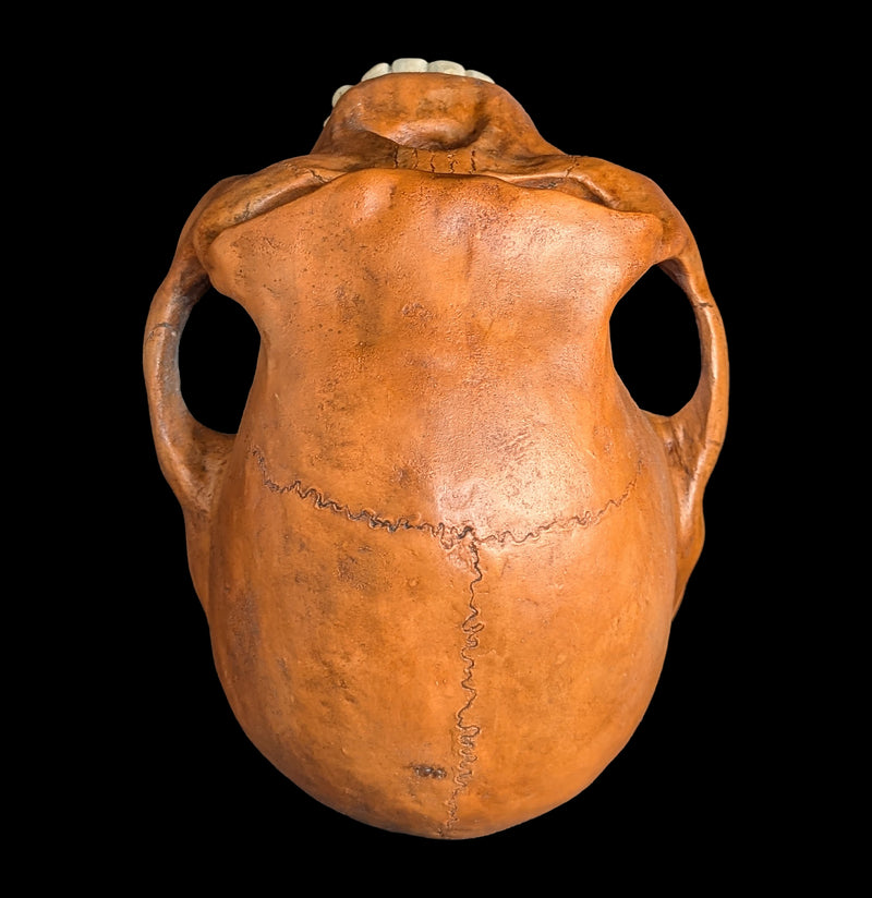 Homo Habilis Cranium Replica-Skulls & Bones-Skull Duggery Inc.-PaxtonGate