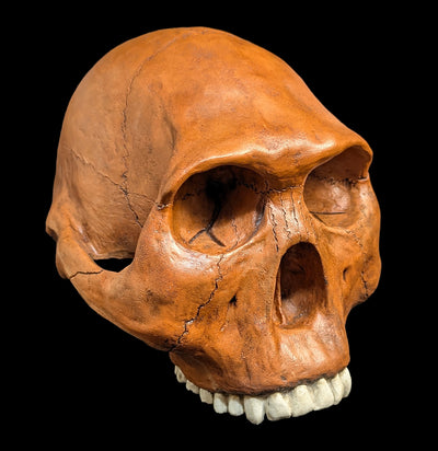 Homo Habilis Cranium Replica-Skulls & Bones-Skull Duggery Inc.-PaxtonGate