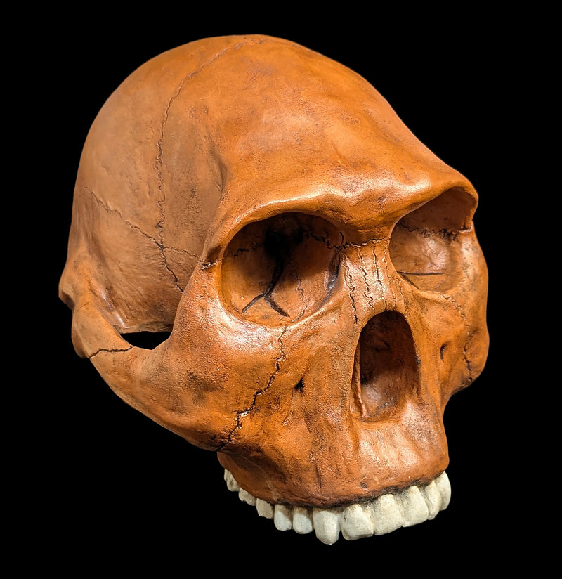 Homo Habilis Cranium Replica-Skulls & Bones-Skull Duggery Inc.-PaxtonGate