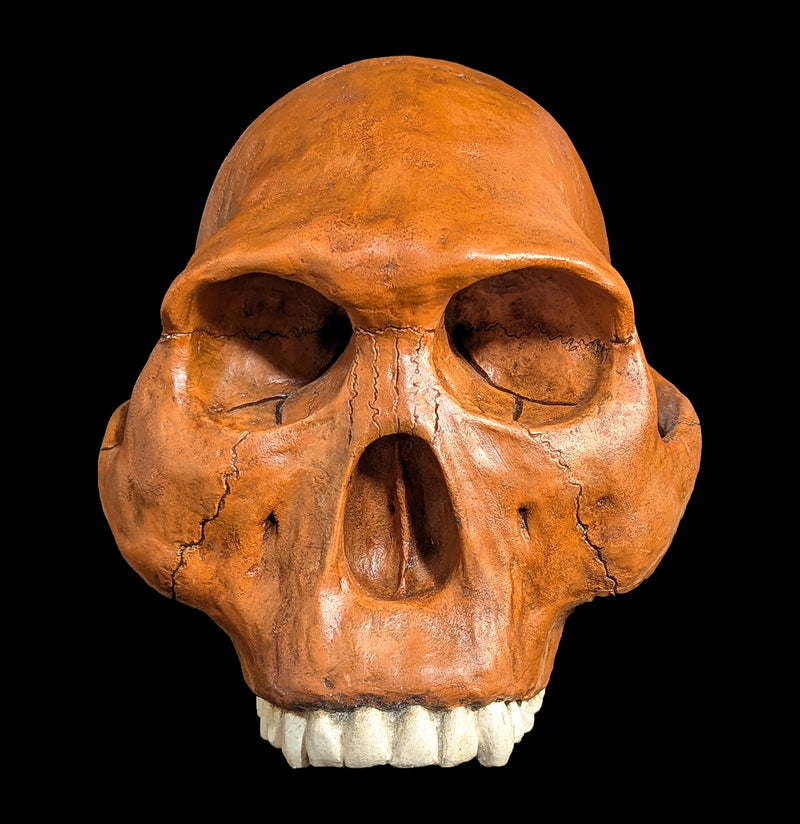 Homo Habilis Cranium Replica-Skulls & Bones-Skull Duggery Inc.-PaxtonGate