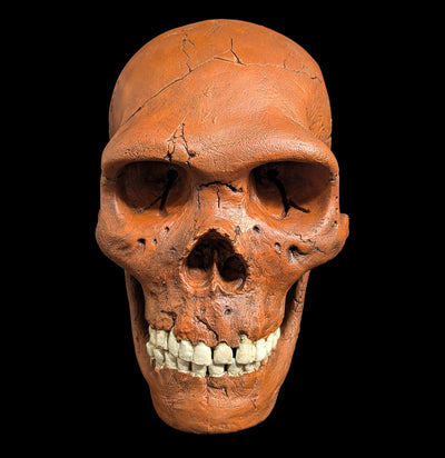 Neandertal Skull Replica-Skulls & Bones-Skull Duggery Inc.-PaxtonGate