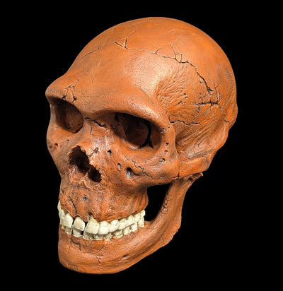 Neandertal Skull Replica-Skulls & Bones-Skull Duggery Inc.-PaxtonGate