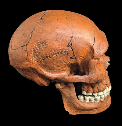 Neandertal Skull Replica-Skulls & Bones-Skull Duggery Inc.-PaxtonGate