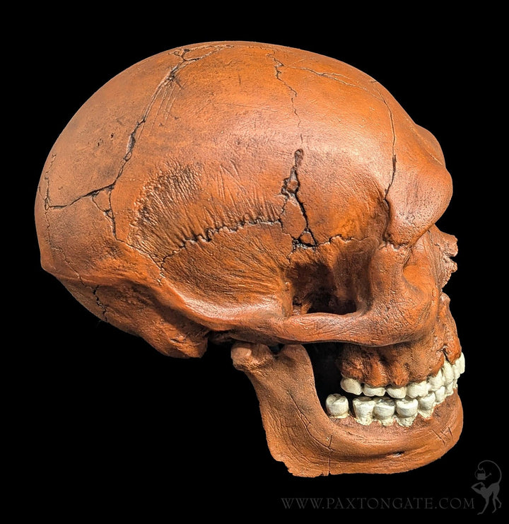 Neandertal Skull Replica For Sale | Paxton Gate