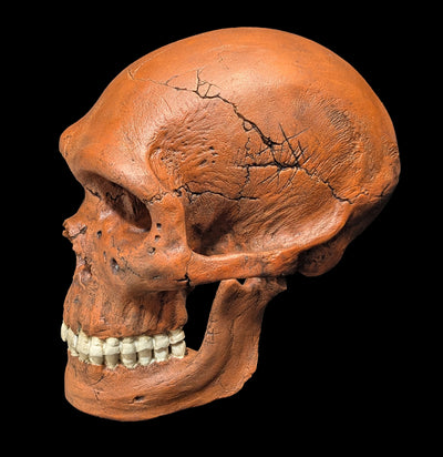 Neandertal Skull Replica-Skulls & Bones-Skull Duggery Inc.-PaxtonGate