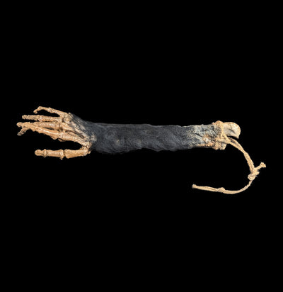 Monkey Paw Replica-Skulls & Bones-Dapper Cadaver-PaxtonGate