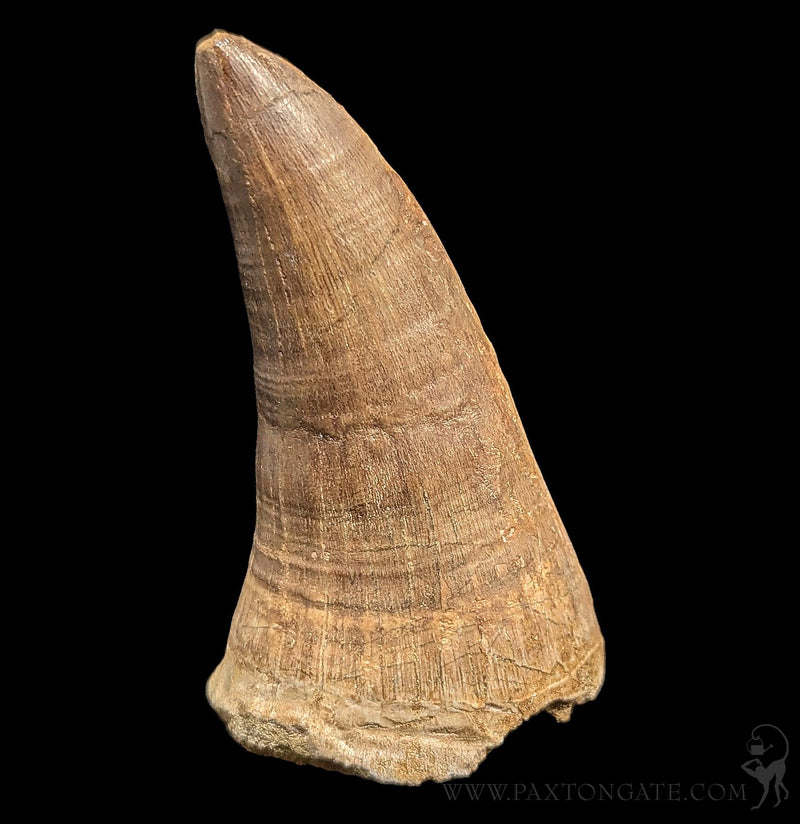 Large Mosasaur Tooth – Paxton Gate