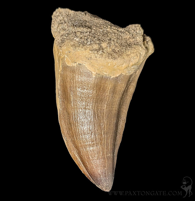Large Mosasaur Tooth – Paxton Gate