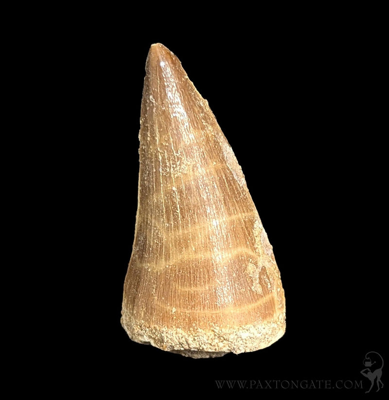 Small Mosasaur Tooth – Paxton Gate