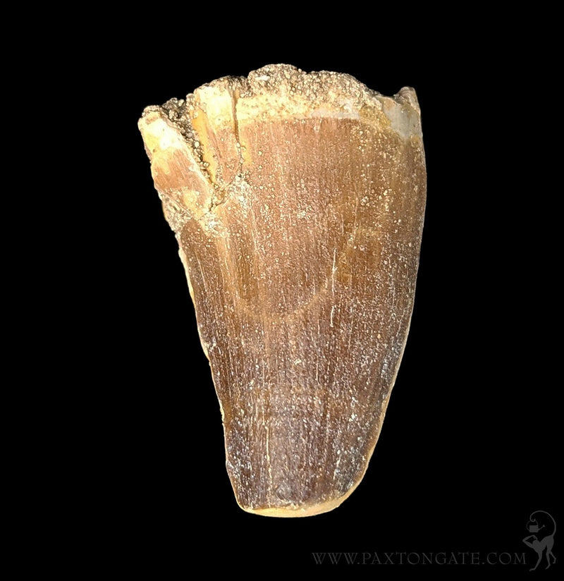 Small Mosasaur Tooth – Paxton Gate
