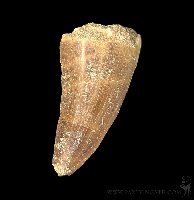 Small Mosasaur Tooth – Paxton Gate