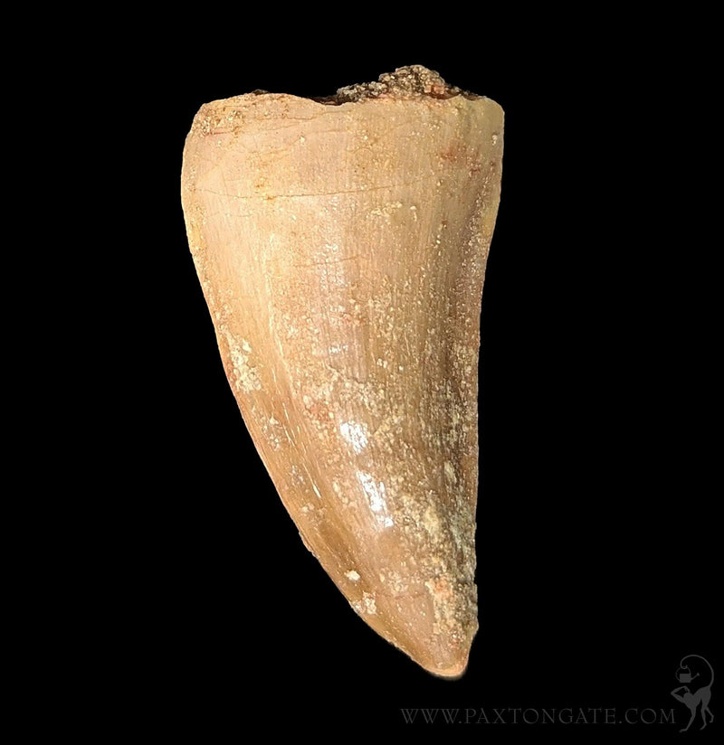 Small Mosasaur Tooth – Paxton Gate
