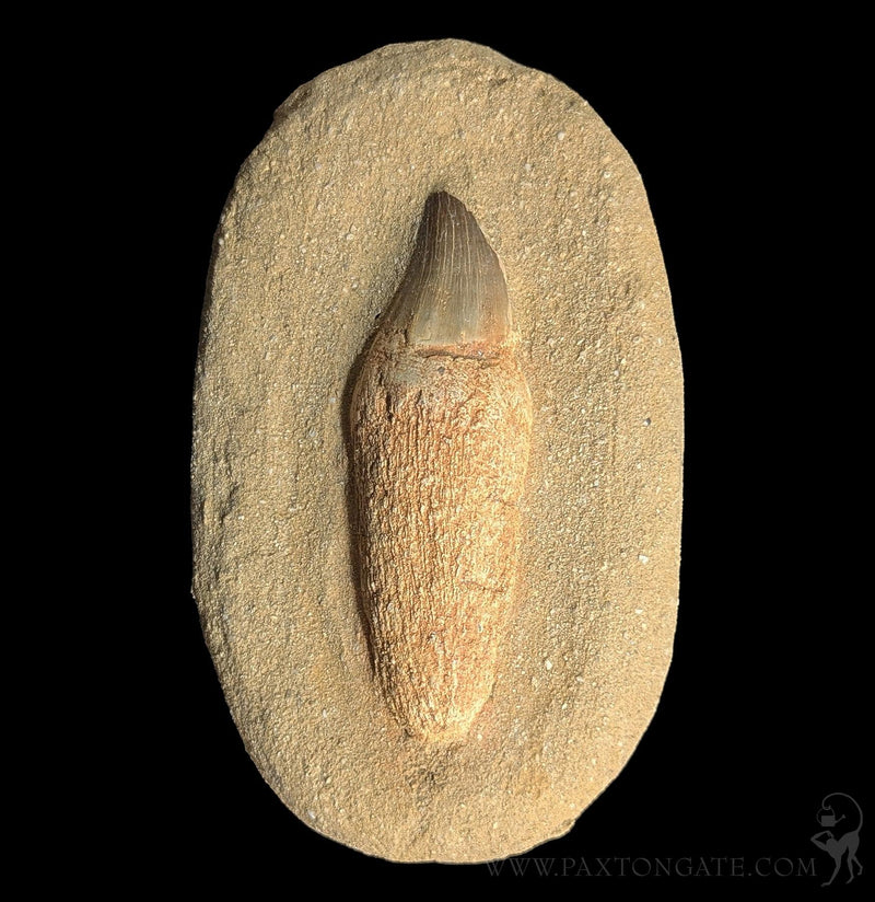 Mosasaur Tooth in repaired Matrix – Paxton Gate