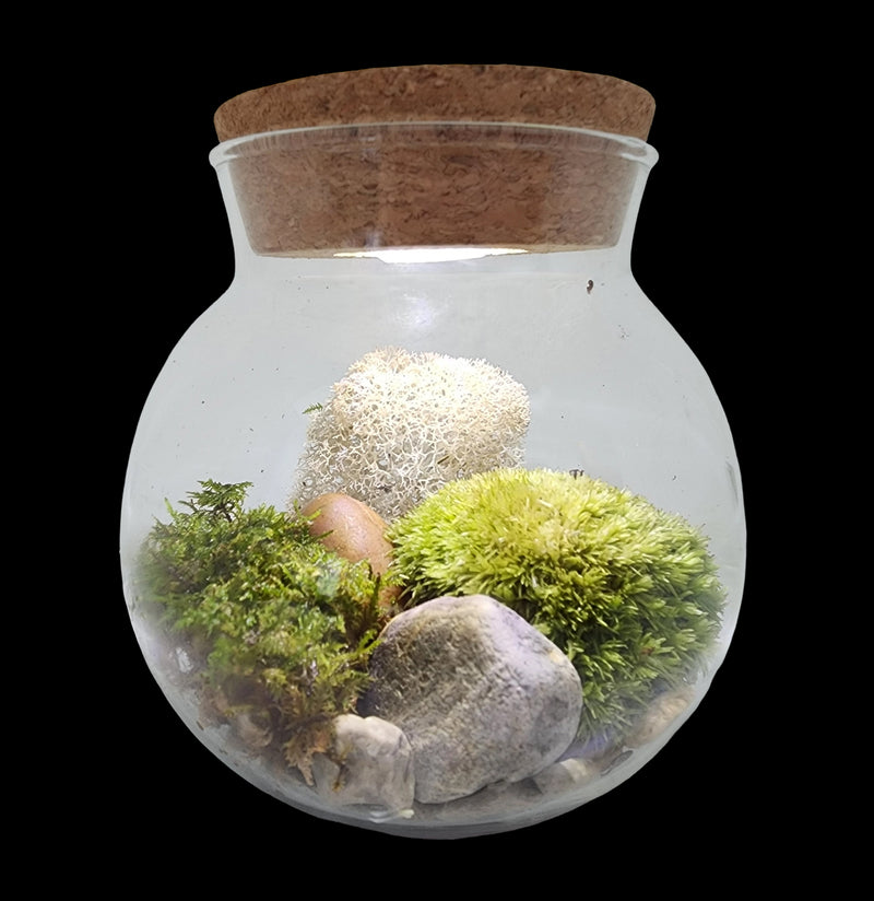 Mossbowl Terrarium Kit-Plants-Silver Circle Productions-PaxtonGate
