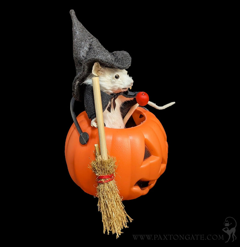 Witch in Jack-O-Lantern Taxidermy Mouse-Taxidermy-Classic mouse parade-PaxtonGate