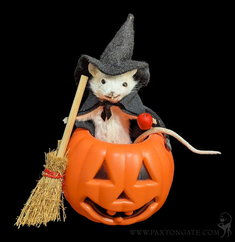 Witch in Jack-O-Lantern Taxidermy Mouse-Taxidermy-Classic mouse parade-PaxtonGate