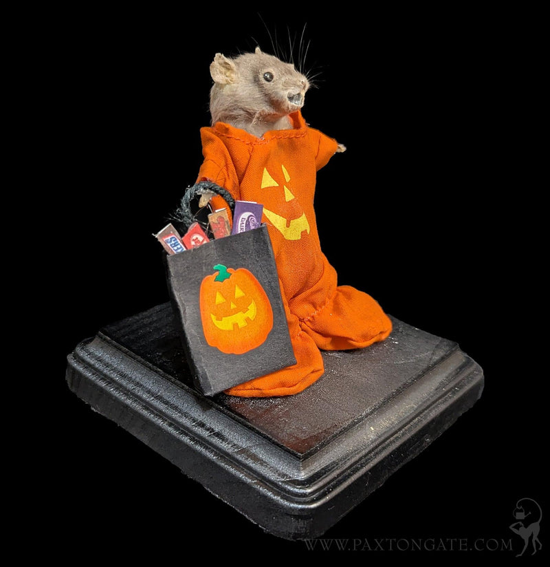 Trick-or-Treater Jack-O-Lantern Mouse Taxidermy-Taxidermy-Classic mouse parade-PaxtonGate
