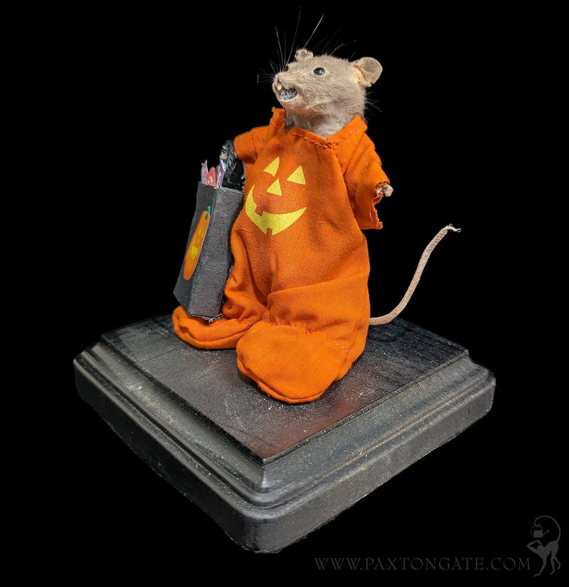 Trick-or-Treater Jack-O-Lantern Mouse Taxidermy-Taxidermy-Classic mouse parade-PaxtonGate