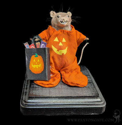 Trick-or-Treater Jack-O-Lantern Mouse Taxidermy-Taxidermy-Classic mouse parade-PaxtonGate