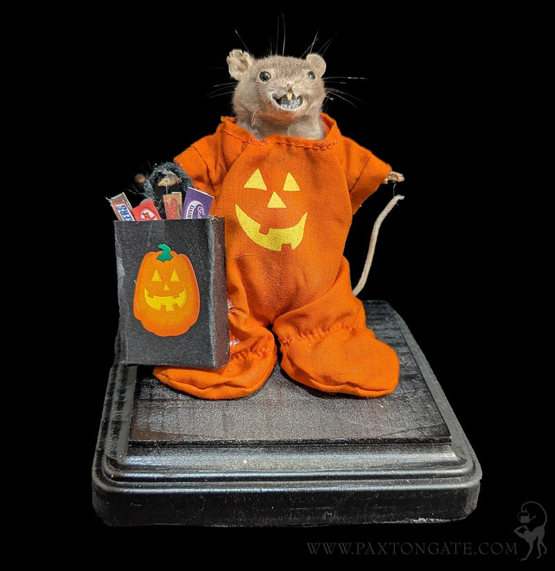 Trick-or-Treater Jack-O-Lantern Mouse Taxidermy-Taxidermy-Classic mouse parade-PaxtonGate