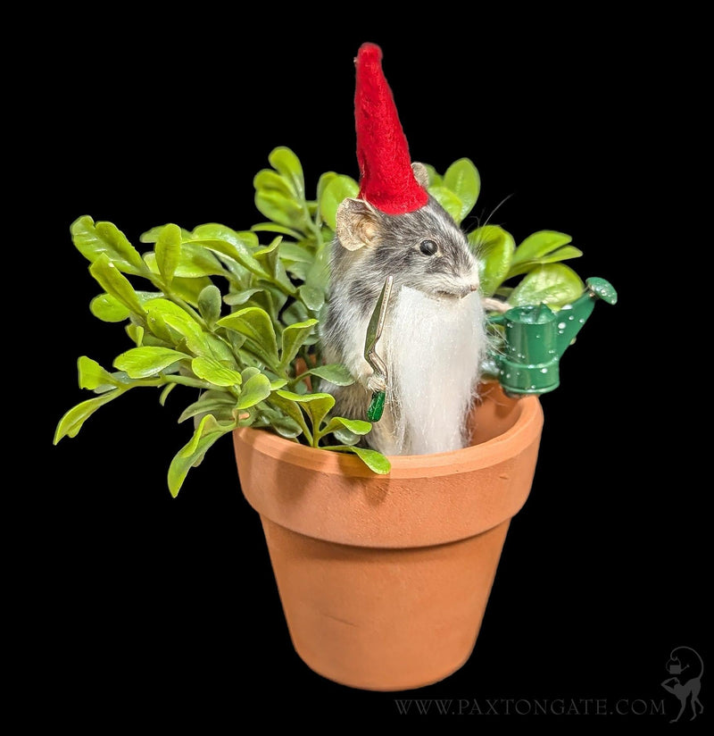 Gnome Mouse Taxidermy-Taxidermy-Classic mouse parade-PaxtonGate