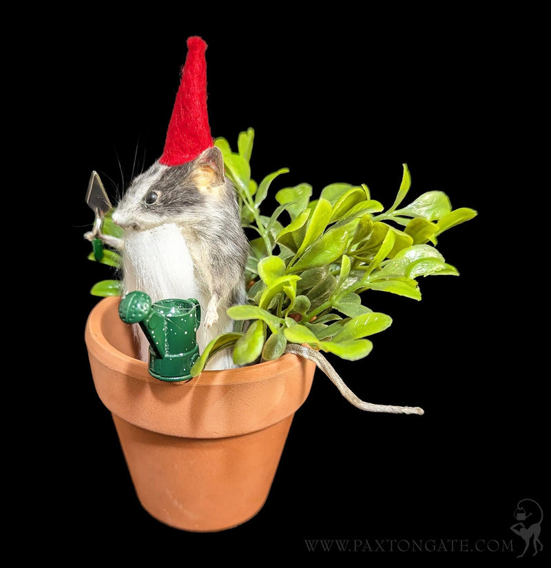 Gnome Mouse Taxidermy-Taxidermy-Classic mouse parade-PaxtonGate