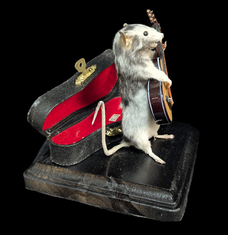 Guitar Mouse Taxidermy-Taxidermy-Classic mouse parade-PaxtonGate